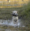 Cane